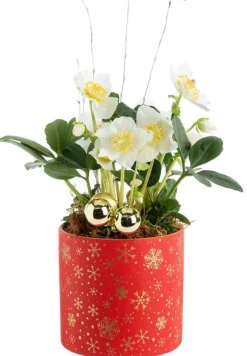 Hellébore pot rouge étoile - Ø 13,5 cm