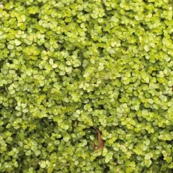 Helxine Doree - Le pot de 9 x 9 cm