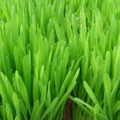 Herbe A Chat Bio. La barquette