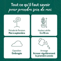 Herbe Aux Ecus Aurea - Le pot de 9 x 9 cm