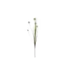 Herbe Pom Pom blanche fleur artificielle H 84 cm