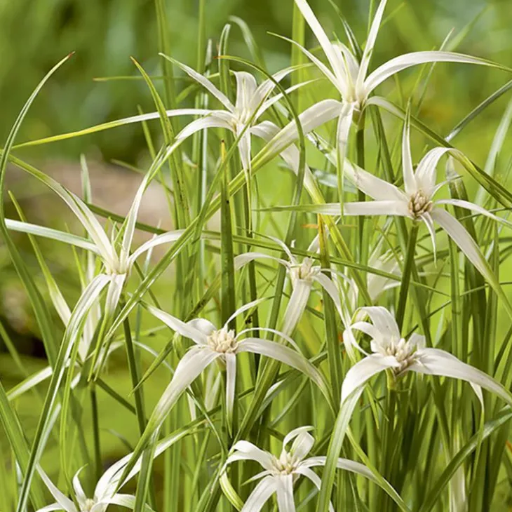 Herbe étoilée godet pot de 3 litres