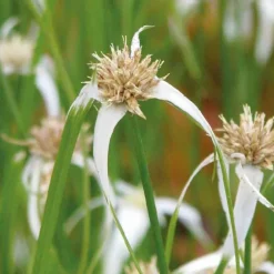 Herbe étoilée godet 9x9 cm