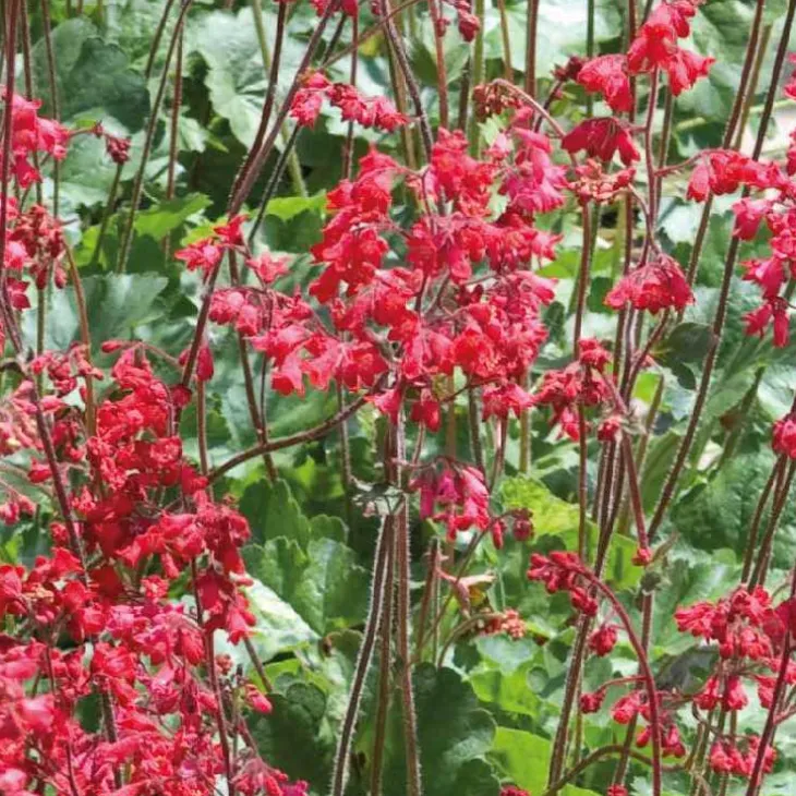 Heuchère Pluie de feu - Le pot de 9 x 9 cm