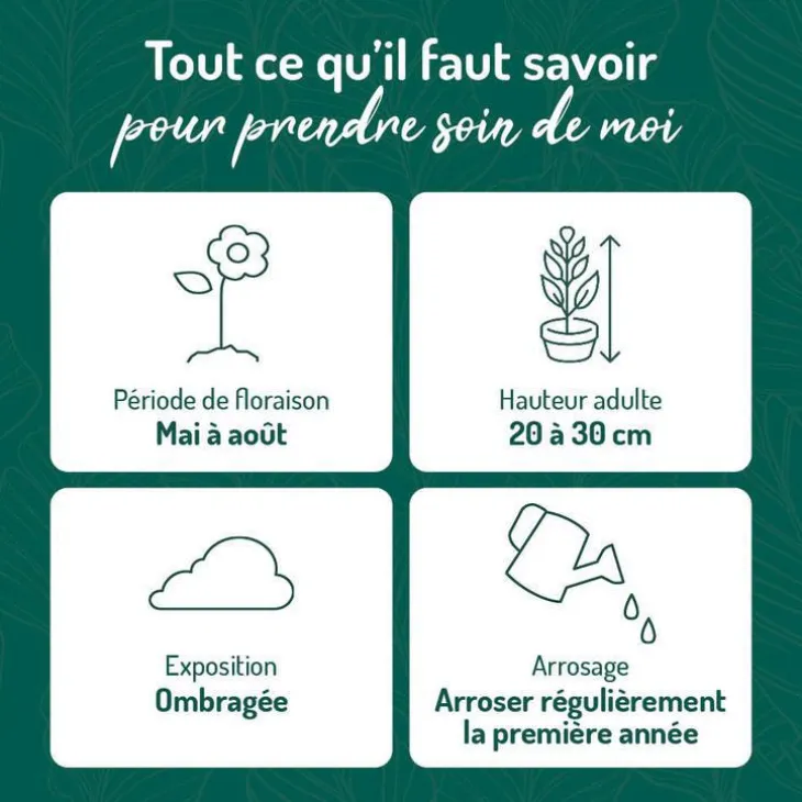 Heuchère Pluie de feu - Le pot de 9 x 9 cm