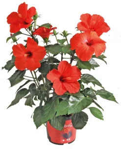 Hibiscus Ø 18,5 cm