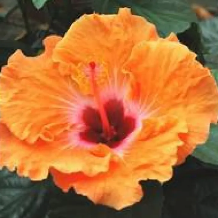 Hibiscus multicolore 50 cm. Le pot de 17 cm