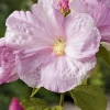 Hibiscus palustris pot de 3 litres