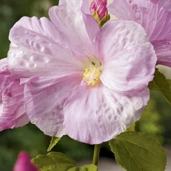 Hibiscus palustris pot de 3 litres