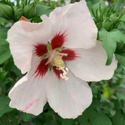 HIBISCUS S.HAMABO 5L