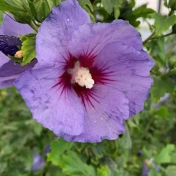 HIBISCUS S.ULTRAMARINE ® 5L