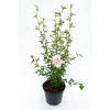HIBISCUS syriacus PINK CHIFFON ® 'Jwnwood4' cov 5L