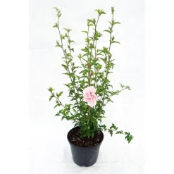 HIBISCUS syriacus PINK CHIFFON ® 'Jwnwood4' cov 5L