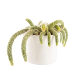 Hildewinteria colademononis en pot blanc émaillé H 20 x Ø 20 cm