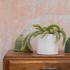 Hildewinteria colademononis en pot blanc émaillé H 20 x Ø 20 cm