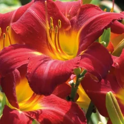 Hémérocalle - Le pot de 9 x 9 cm