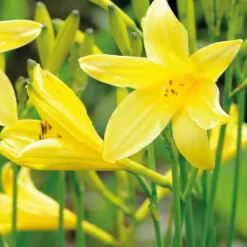 Hémérocalle jaune Citron - Le pot de 9 x 9 cm