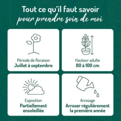 Hémérocalle jaune Citron - Le pot de 9 x 9 cm