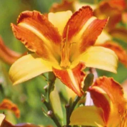 Hémérocalle rouge jaune - Le pot de 9 x 9 cm