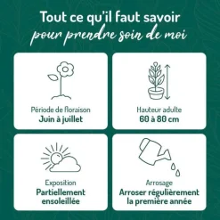 Hémérocallee Rose Pale - Le pot de 9 x 9 cm