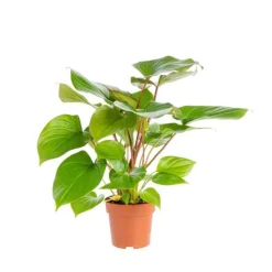Homalomena Maggy Pot Ø17xH70 cm