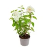 Hortensia Arborescens Annabelle - pot 5 L