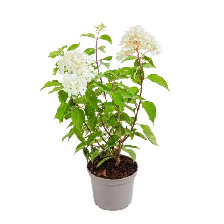 Hortensia Arborescens Annabelle - pot 5 L