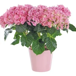 Hortensia avec son cache-pot coloris au choix H 35/40 x Ø 14 cm
