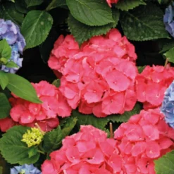 Hortensia avec son cache-pot coloris au choix H 35/40 x Ø 14 cm