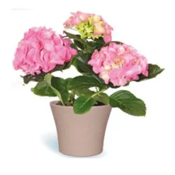 Hortensia et cache-pot