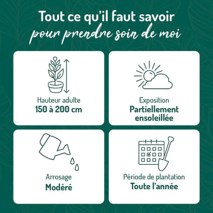 Hortensia paniculé Phantom blanc. Le pot de 3 litres