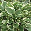 Hosta Aureomarginata - Le pot de 9 x 9 cm