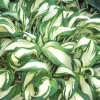 Hosta Undulata - Le pot de 9 x 9 cm