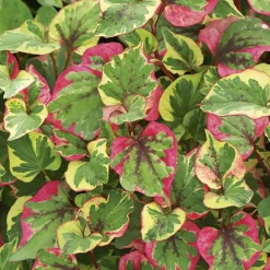 Houttuynia caméléon pot de 3 litres