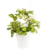 Hoya Tricolor avec arceau (12 cm) pot Ø18xH45 cm