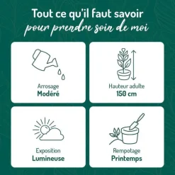 Hoya Tricolor avec arceau (12 cm) pot Ø18xH45 cm