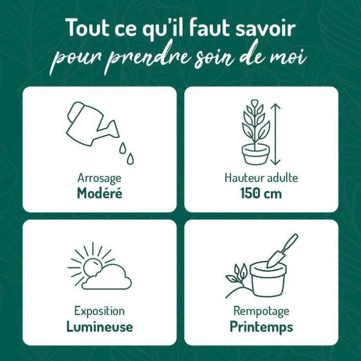 Hoya Tricolor avec arceau (12 cm) pot Ø18xH45 cm