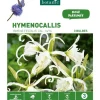 Hymenocallis Ismene Festalis blanc botanic® - 3 bulbes