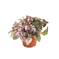 Hypoestes en pot Ø 6 cm