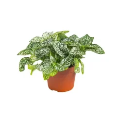 Hypoestes en pot Ø 6 cm