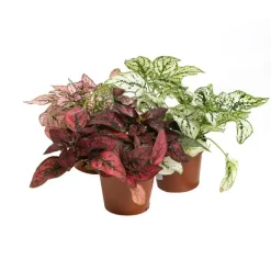 Hypoestes en pot Ø 6 cm
