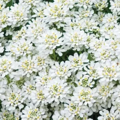 Iberis Sempervirens - Le pot de 9 x 9 cm