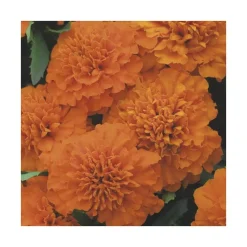 Œillet d'Inde orange - Le pack de 6 plants