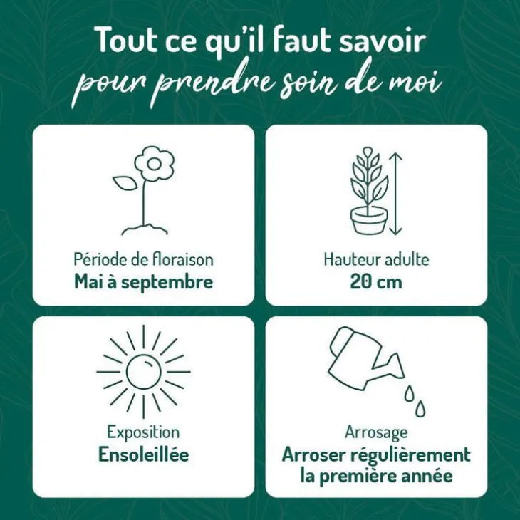 Œillet Kahori rose - Le pot de 9 x 9 cm