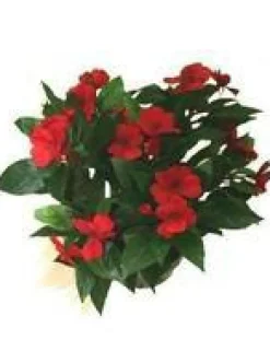 Impatiens - Le pack de 6 plants