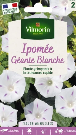 Ipomée Géante Blanche Vilmorin - graines à semer