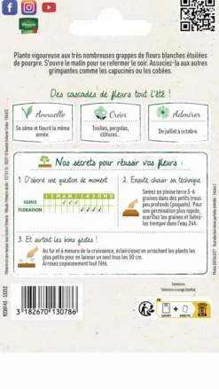 Ipomée Géante Blanche Vilmorin - graines à semer