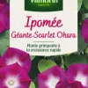 Ipomée Géante Scarlet Ohara Vilmorin - graines à semer