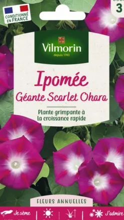Ipomée Géante Scarlet Ohara Vilmorin - graines à semer