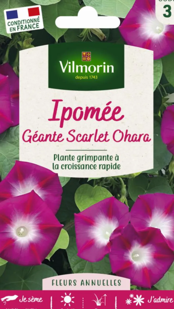 Ipomée Géante Scarlet Ohara Vilmorin - graines à semer